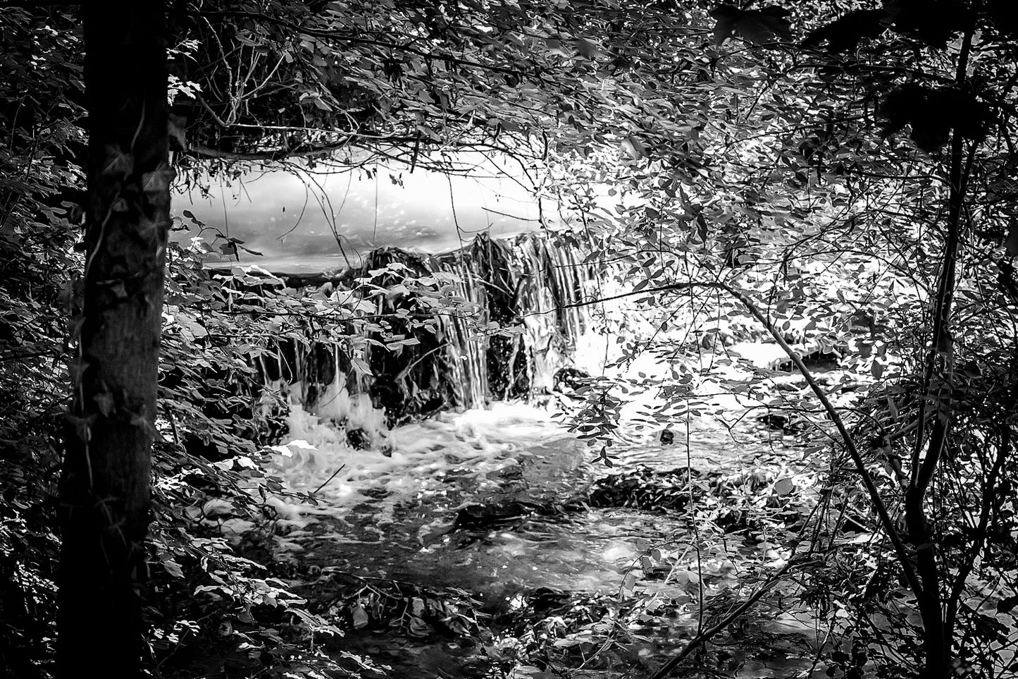Cascade de la rivière de l’Arc entourée de feuillages verts et de lianes, noir et blanc