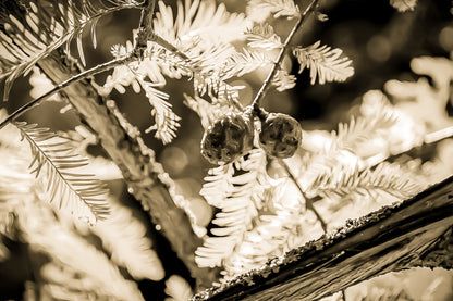 Gros plan sur des aiguilles et cônes verts baignés de lumière près de la rivière de l’Arc, vintage