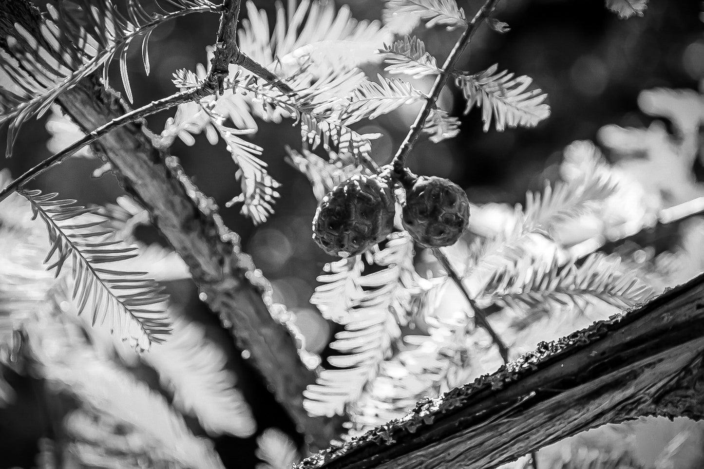 Gros plan sur des aiguilles et cônes verts baignés de lumière près de la rivière de l’Arc, noir et blanc