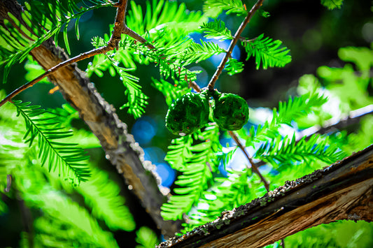 Gros plan sur des aiguilles et cônes verts baignés de lumière près de la rivière de l’Arc