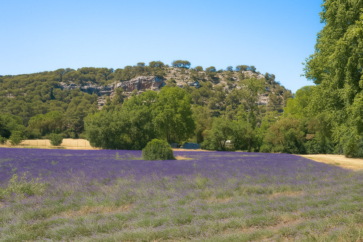 Champ de lavande devant les falaises boisées du Tholonet par ciel bleu d’été