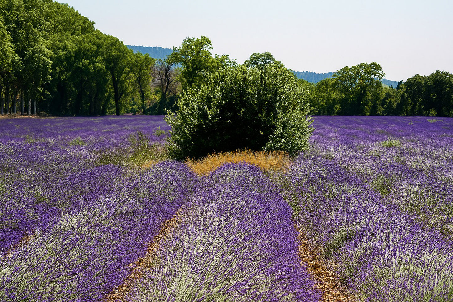Rangées de lavande convergeant vers un buisson vert au milieu du champ