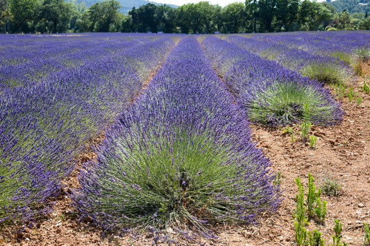 Gros plan sur les rangées de lavande au Tholonet, en vagues violettes qui se succèdent jusqu’à l’horizon, ode à la géométrie des champs.