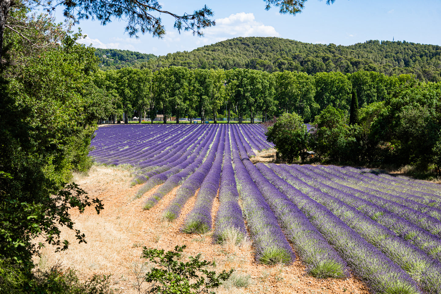 Champ de lavande en pente douce entouré d’arbres et de collines