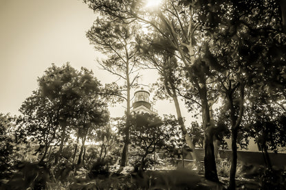 Phare de Porquerolles aperçu à travers les pins maritimes, lumière filtrée et ambiance de sous-bois méditerranéen, vintage