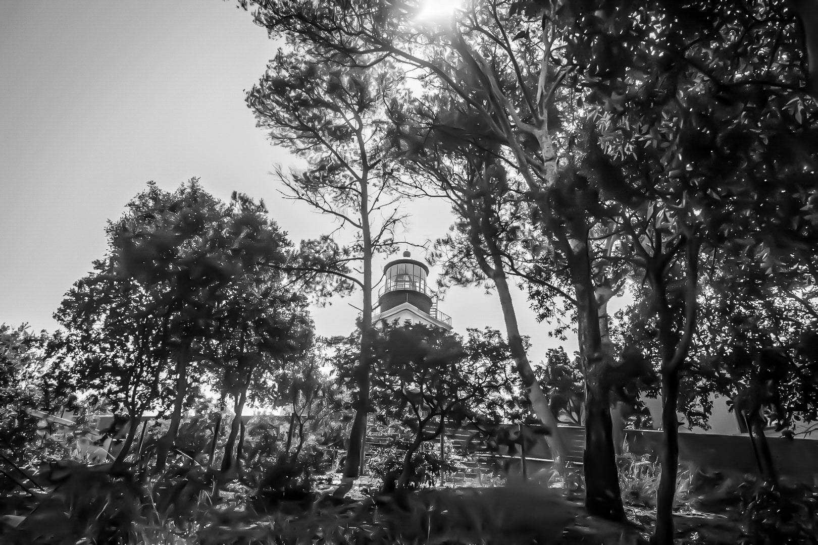 Phare de Porquerolles aperçu à travers les pins maritimes, lumière filtrée et ambiance de sous-bois méditerranéen, noir et blanc