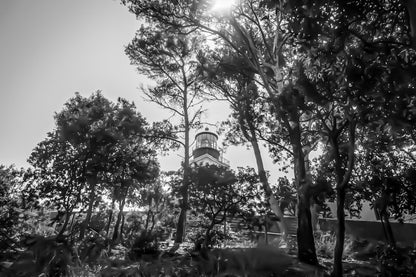 Phare de Porquerolles aperçu à travers les pins maritimes, lumière filtrée et ambiance de sous-bois méditerranéen, noir et blanc