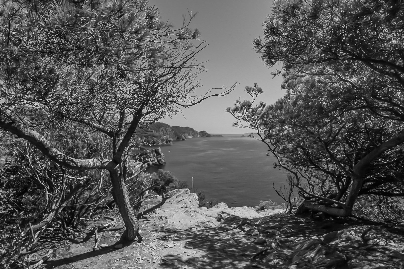 Point de vue du sentier du littoral encadré par les pins, falaises et Méditerranée d’un bleu profond à l’horizon, noir et blanc