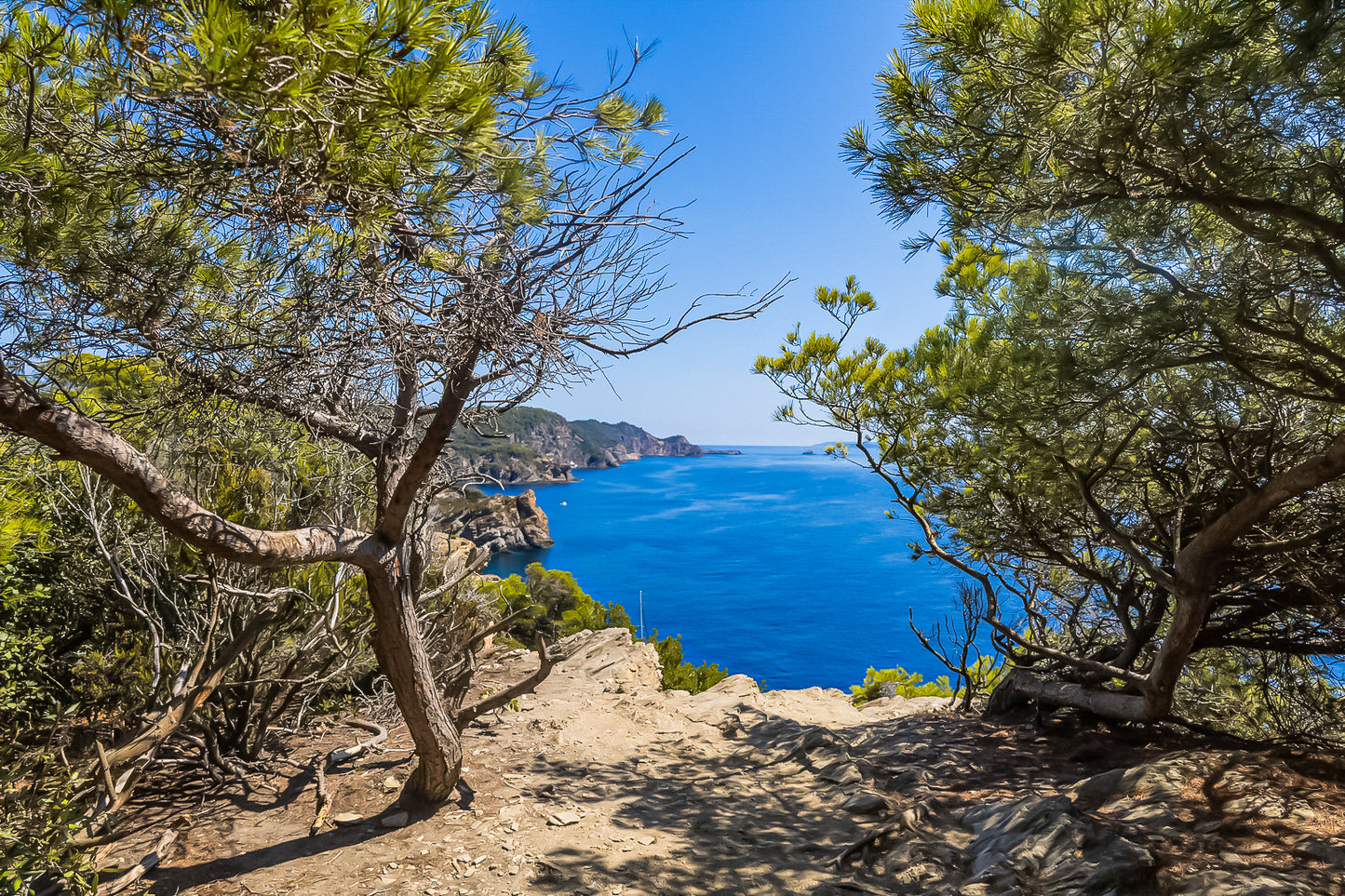 Point de vue du sentier du littoral encadré par les pins, falaises et Méditerranée d’un bleu profond à l’horizon