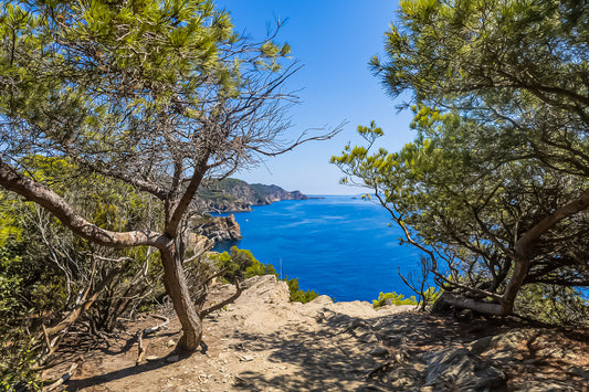 Point de vue du sentier du littoral encadré par les pins, falaises et Méditerranée d’un bleu profond à l’horizon