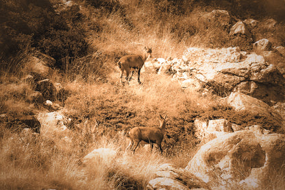 Deux chamois dans une pente rocheuse et herbeuse de la vallée de la Gordolasque, en pleine montagne, vintage