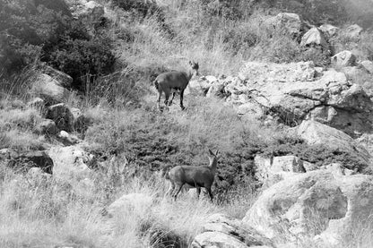 Deux chamois dans une pente rocheuse et herbeuse de la vallée de la Gordolasque, en pleine montagne, noir et blanc