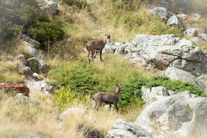 Deux chamois dans une pente rocheuse et herbeuse de la vallée de la Gordolasque, en pleine montagne.