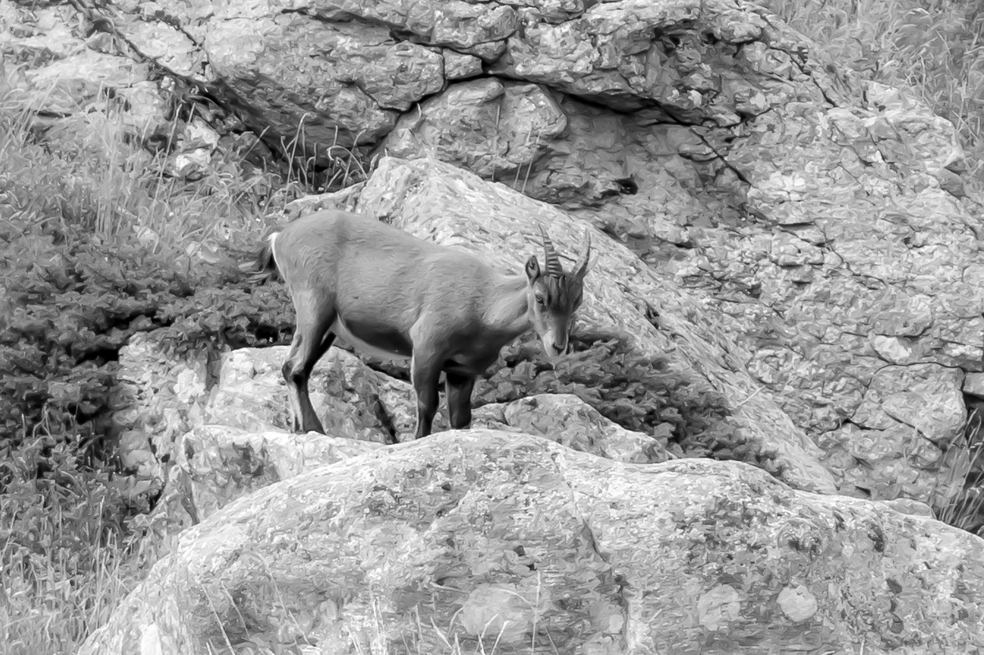 Chamois debout sur un rocher couvert de lichens dans la vallée de la Gordolasque, entouré de végétation alpine, noir et blanc