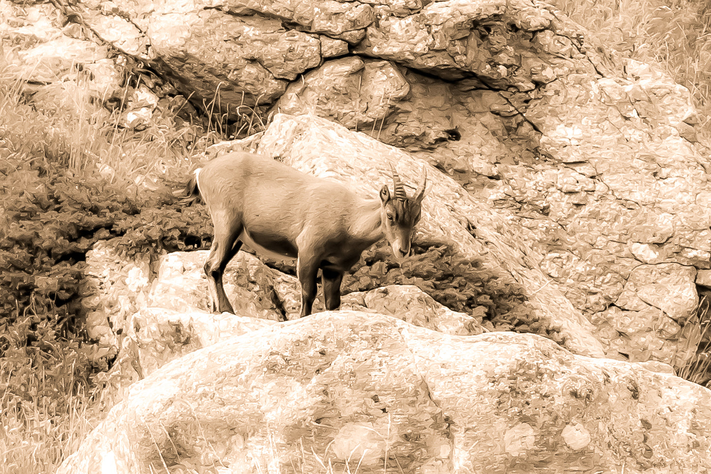 Chamois debout sur un rocher couvert de lichens dans la vallée de la Gordolasque, entouré de végétation alpine, vintage