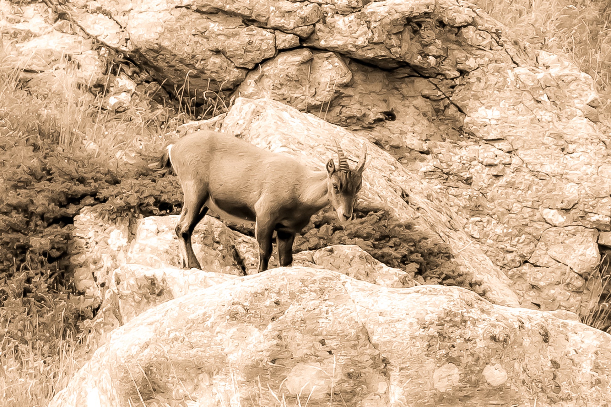 Chamois debout sur un rocher couvert de lichens dans la vallée de la Gordolasque, entouré de végétation alpine, vintage