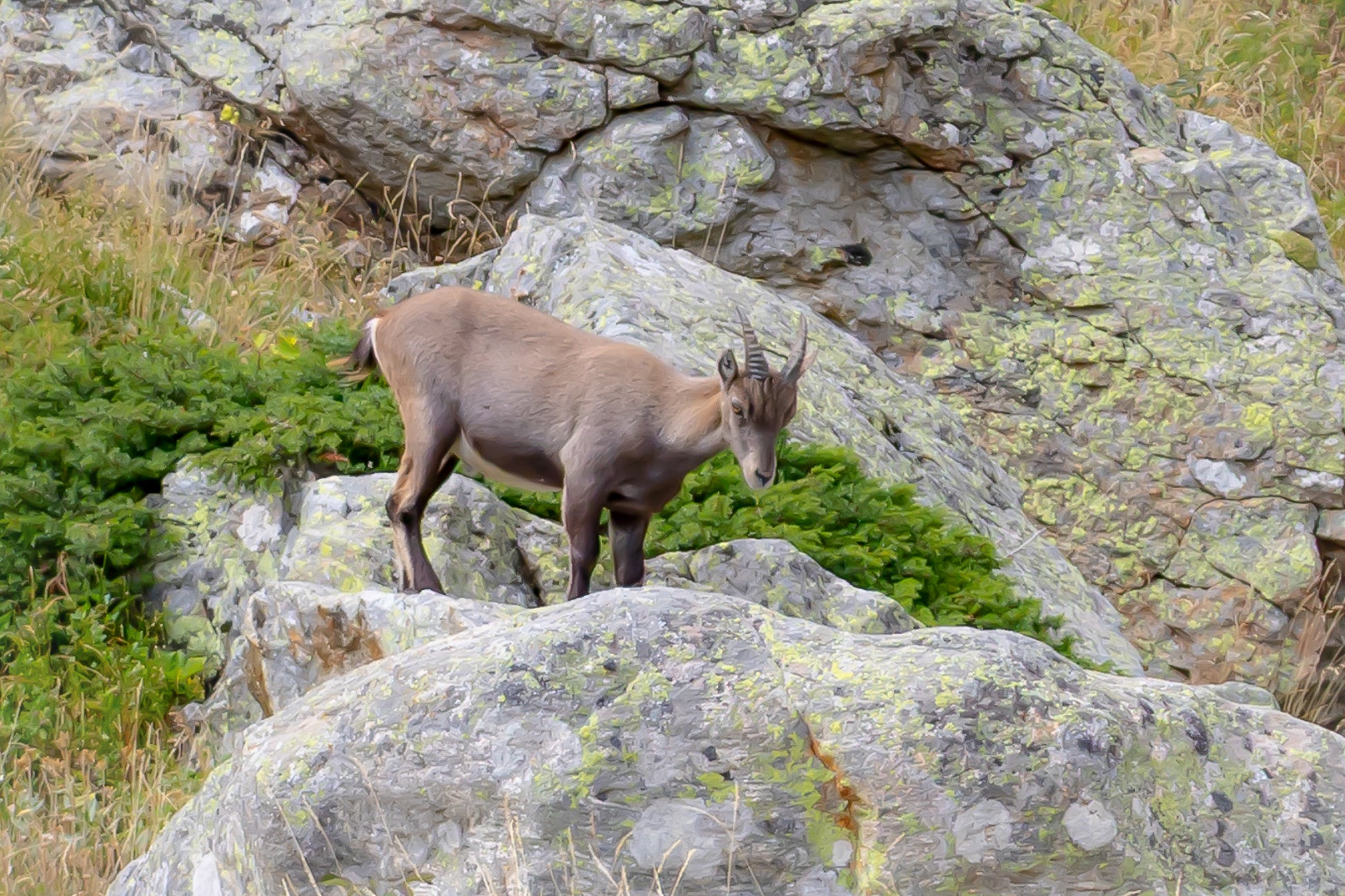 Chamois debout sur un rocher couvert de lichens dans la vallée de la Gordolasque, entouré de végétation alpine.