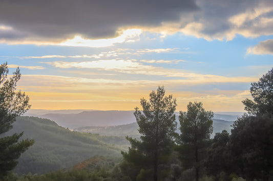 Vue plongeante sur une vallée boisée avec pins en contre-jour et ciel pastel au-dessus de la Sainte-Victoire