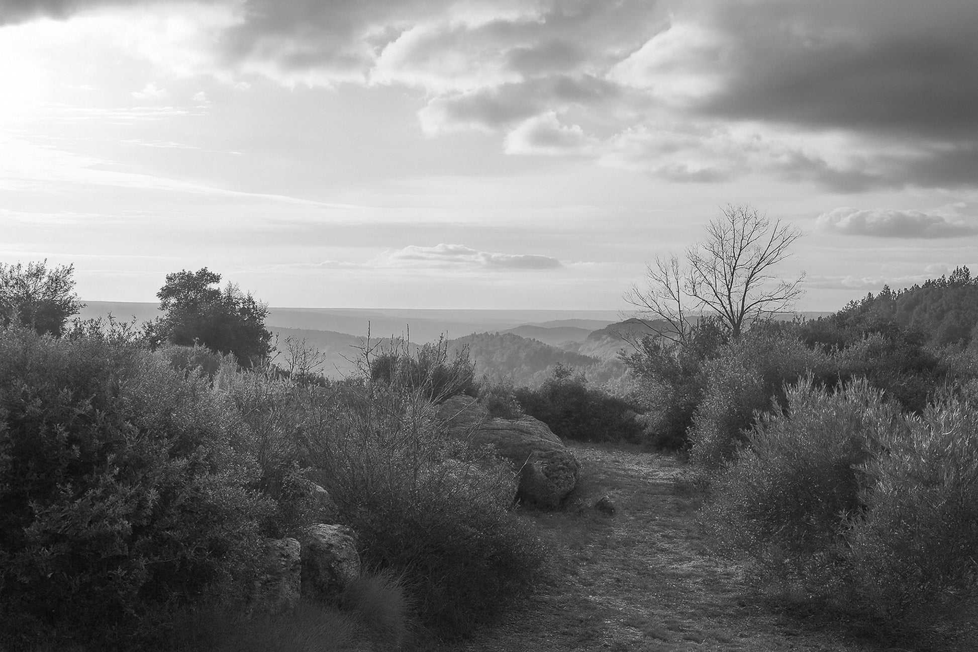 Sentier de garrigue bordé de buissons et de rochers, lumière chaude de fin de journée sur les collines, noir et blanc