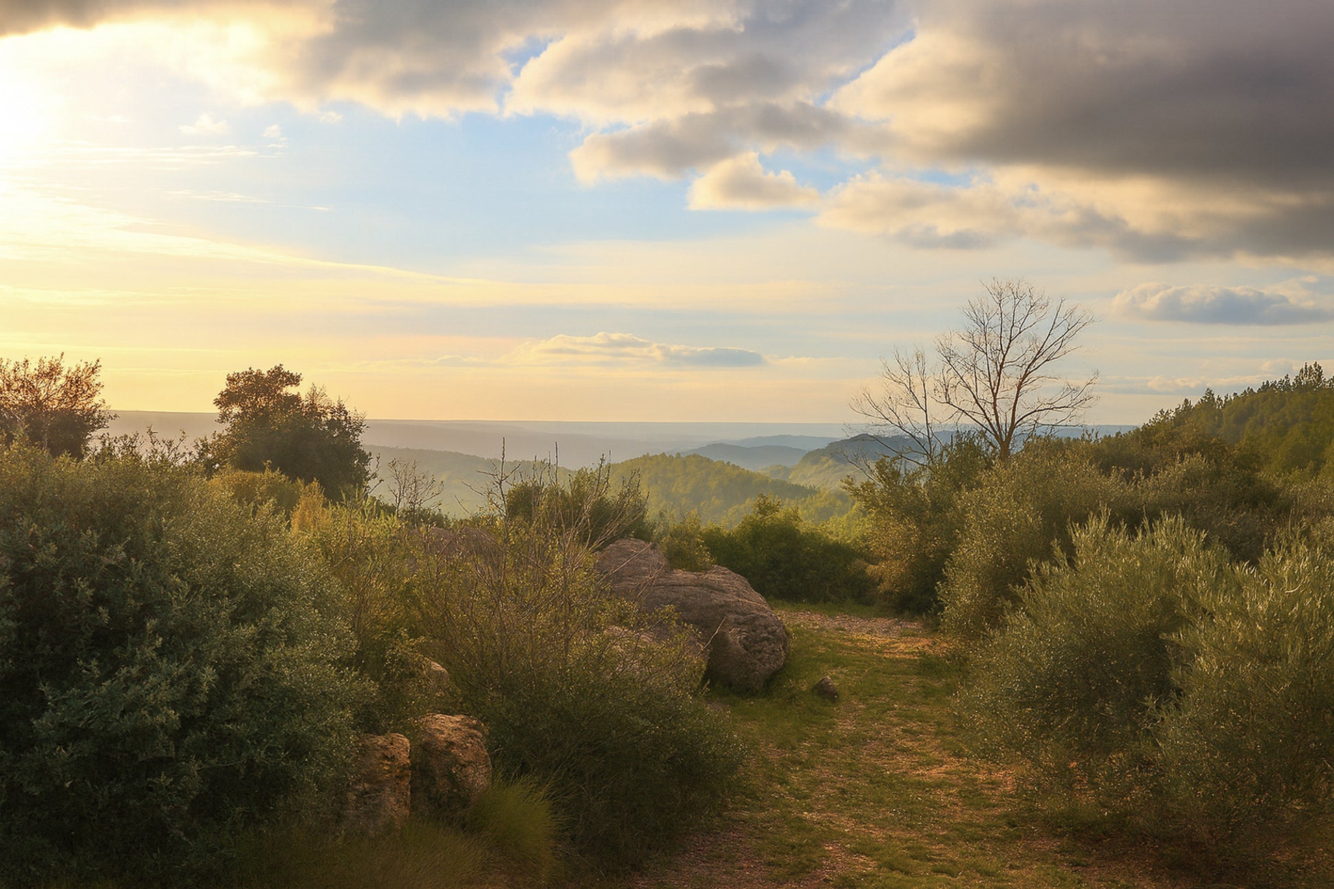 Sentier de garrigue bordé de buissons et de rochers, lumière chaude de fin de journée sur les collines