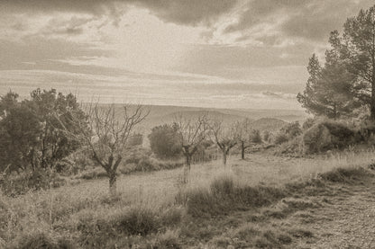 Alignement d’arbres dénudés dans une clairière, vue lointaine sur les collines sous un ciel lumineux, vintage