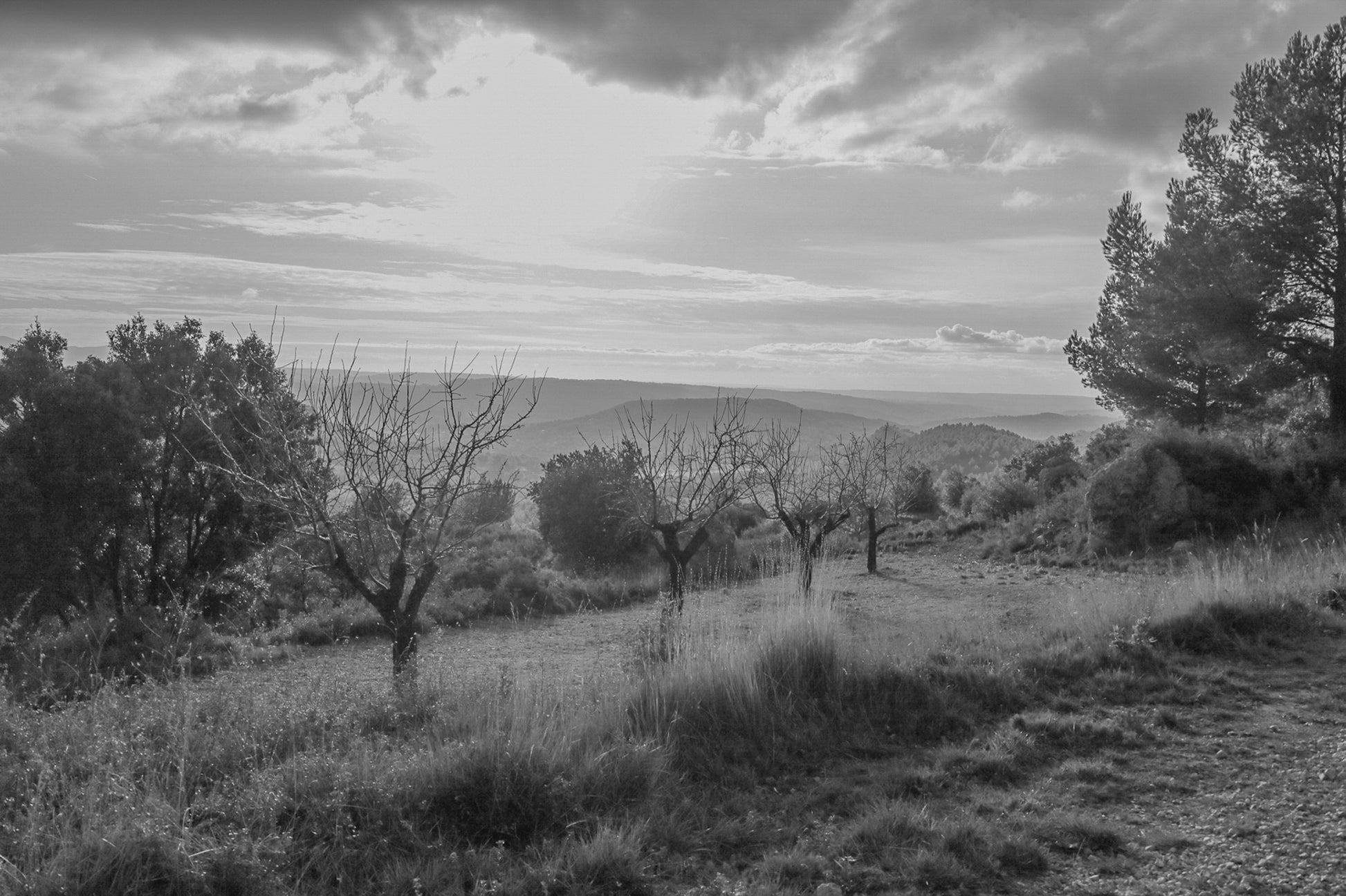 Alignement d’arbres dénudés dans une clairière, vue lointaine sur les collines sous un ciel lumineux, noir et blanc
