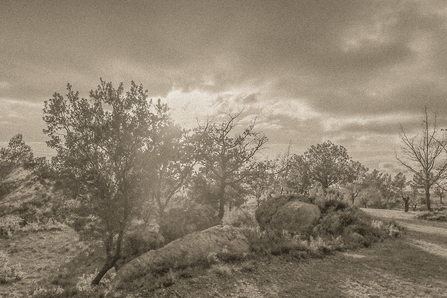 Arbres aux feuilles rousses et gros rochers éclairés par un soleil bas filtrant à travers les nuages, vintage