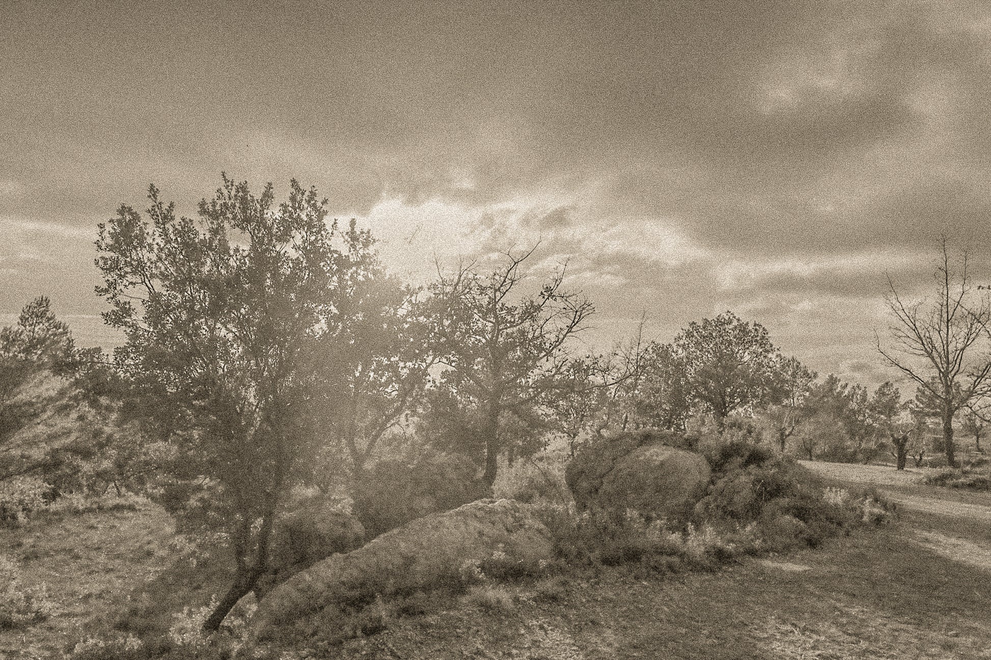 Arbres aux feuilles rousses et gros rochers éclairés par un soleil bas filtrant à travers les nuages, vintage