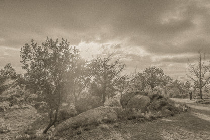 Arbres aux feuilles rousses et gros rochers éclairés par un soleil bas filtrant à travers les nuages, vintage
