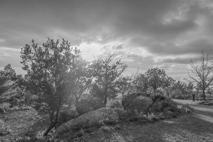 Arbres aux feuilles rousses et gros rochers éclairés par un soleil bas filtrant à travers les nuages, noir et blanc