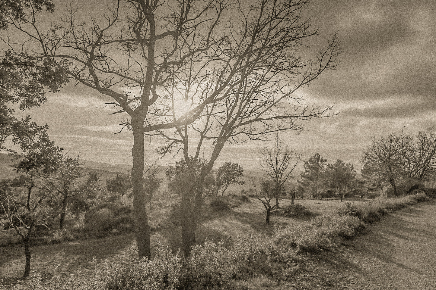 Arbres dénudés et chemin de terre baignés de lumière chaude, ciel nuageux au-dessus des collines, vintage