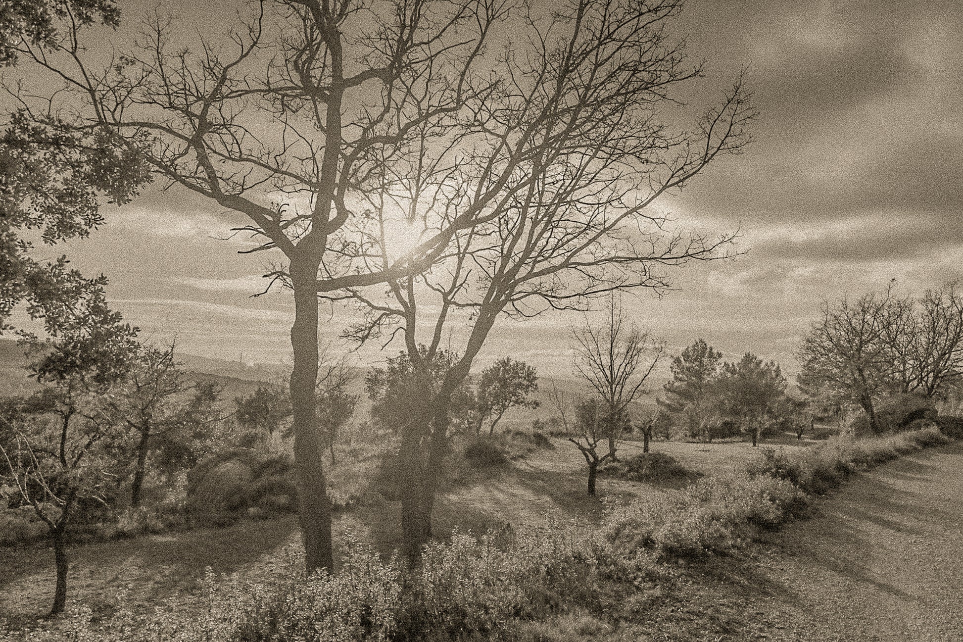 Arbres dénudés et chemin de terre baignés de lumière chaude, ciel nuageux au-dessus des collines, vintage
