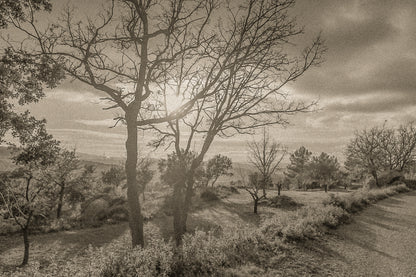 Arbres dénudés et chemin de terre baignés de lumière chaude, ciel nuageux au-dessus des collines, vintage