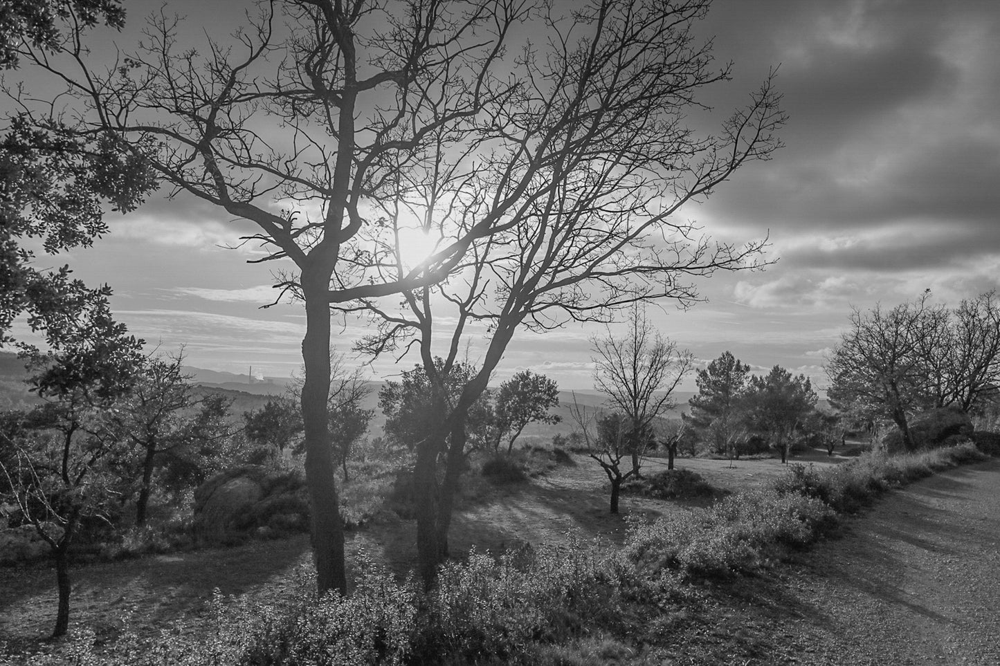 Arbres dénudés et chemin de terre baignés de lumière chaude, ciel nuageux au-dessus des collines, noir et blanc
