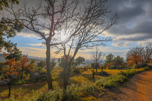 Arbres dénudés et chemin de terre baignés de lumière chaude, ciel nuageux au-dessus des collines