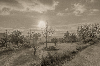 Petit arbre isolé et rochers de garrigue face à un soleil bas, ciel jaune et bleu au-dessus des collines, vintage