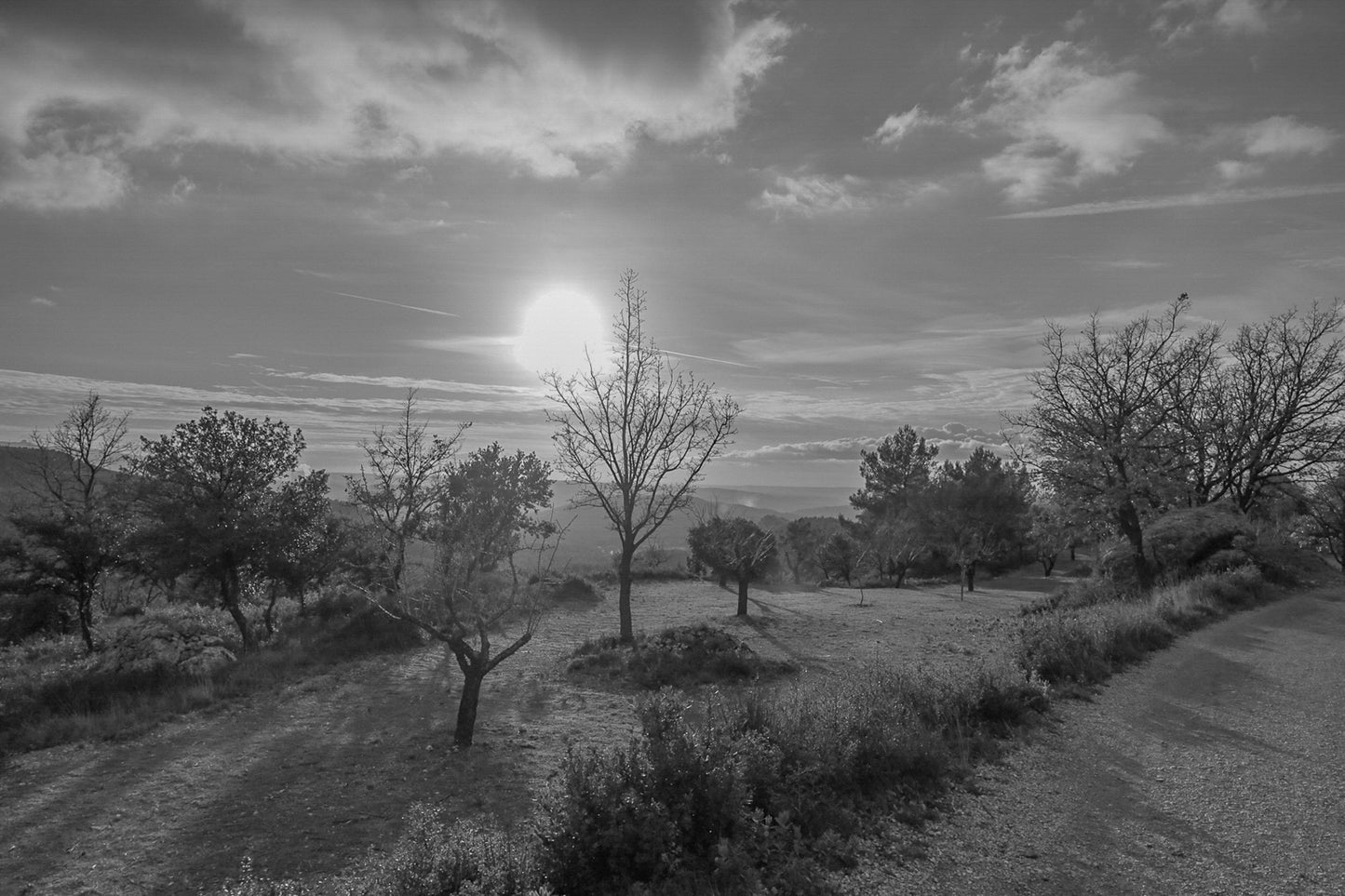 Petit arbre isolé et rochers de garrigue face à un soleil bas, ciel jaune et bleu au-dessus des collines, noir et blanc