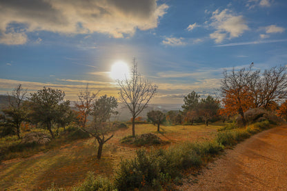 Petit arbre isolé et rochers de garrigue face à un soleil bas, ciel jaune et bleu au-dessus des collines
