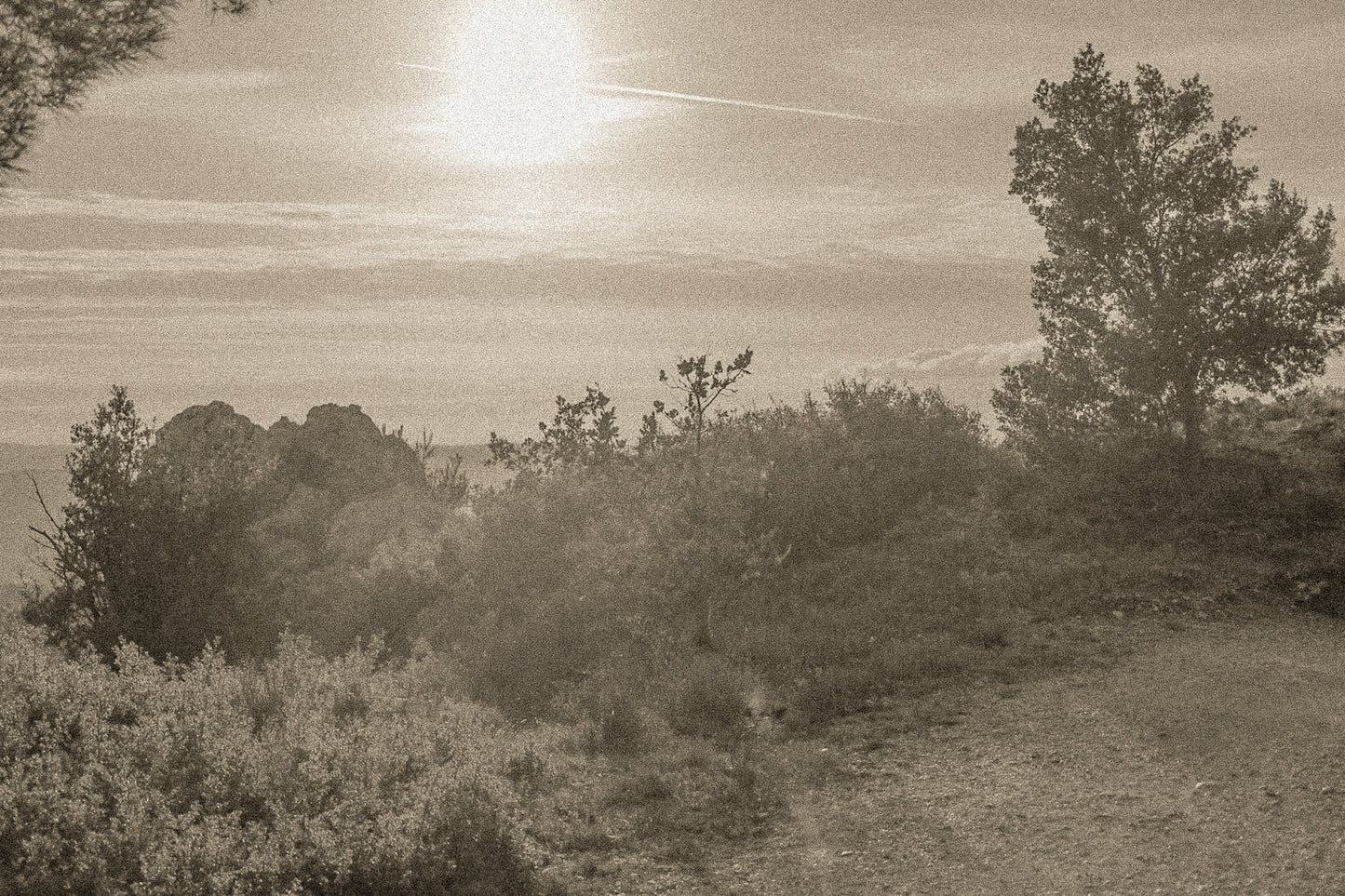 Large vue sur une forêt de pins et d’oliviers baignée par un coucher de soleil flamboyant, vintage