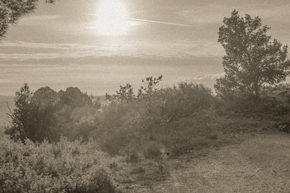 Large vue sur une forêt de pins et d’oliviers baignée par un coucher de soleil flamboyant, vintage