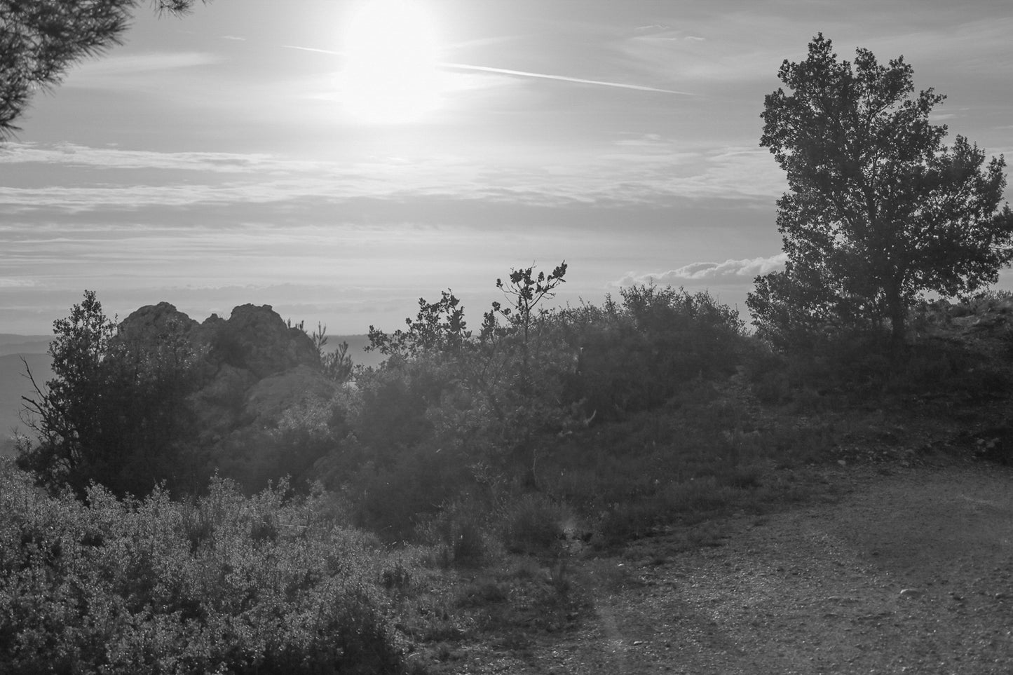 Large vue sur une forêt de pins et d’oliviers baignée par un coucher de soleil flamboyant, noir et blanc