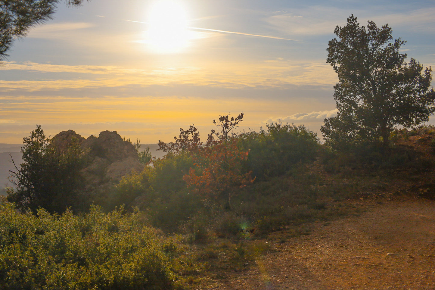 Large vue sur une forêt de pins et d’oliviers baignée par un coucher de soleil flamboyant