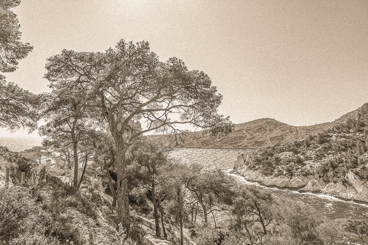 Chemin de randonnée ombragé par des pins avec vue sur une anse bleue des calanques, vintage