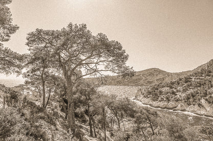 Chemin de randonnée ombragé par des pins avec vue sur une anse bleue des calanques, vintage