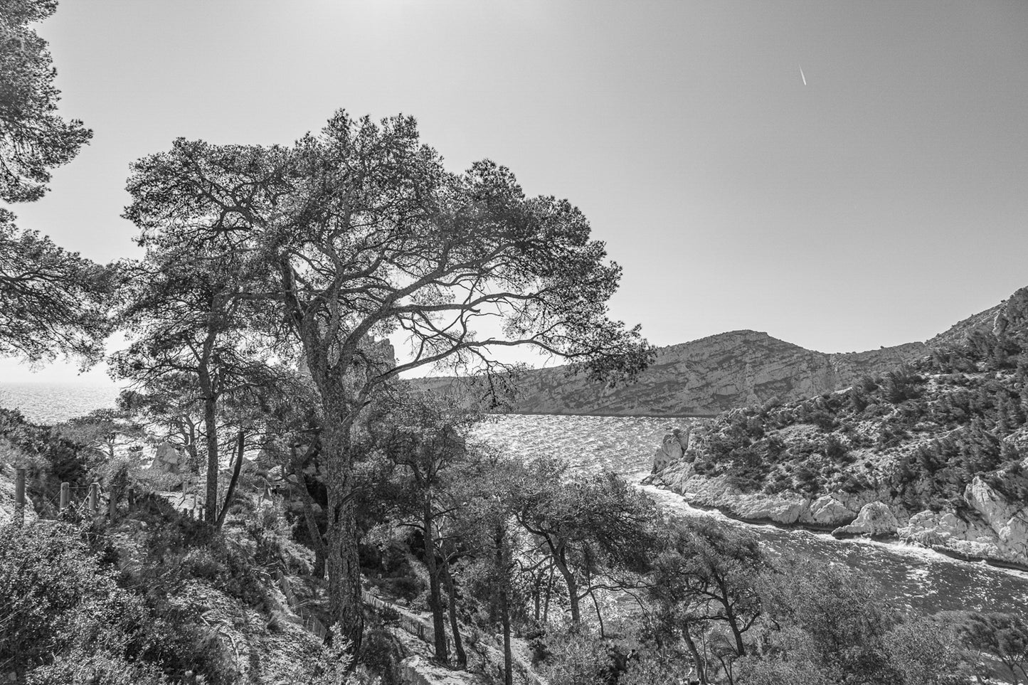 Chemin de randonnée ombragé par des pins avec vue sur une anse bleue des calanques, noir et blanc