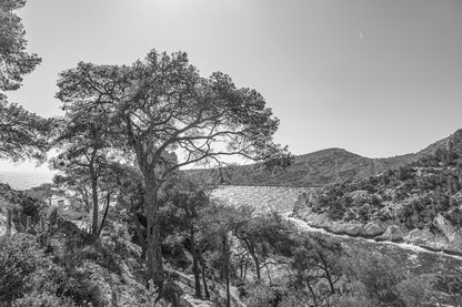 Chemin de randonnée ombragé par des pins avec vue sur une anse bleue des calanques, noir et blanc