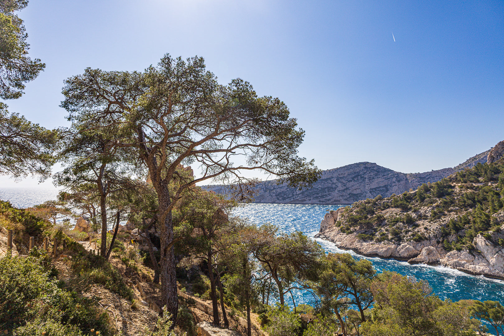 Chemin de randonnée ombragé par des pins avec vue sur une anse bleue des calanques