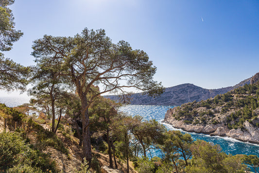 Chemin de randonnée ombragé par des pins avec vue sur une anse bleue des calanques