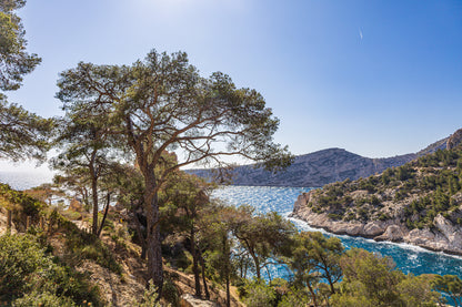 Chemin de randonnée ombragé par des pins avec vue sur une anse bleue des calanques