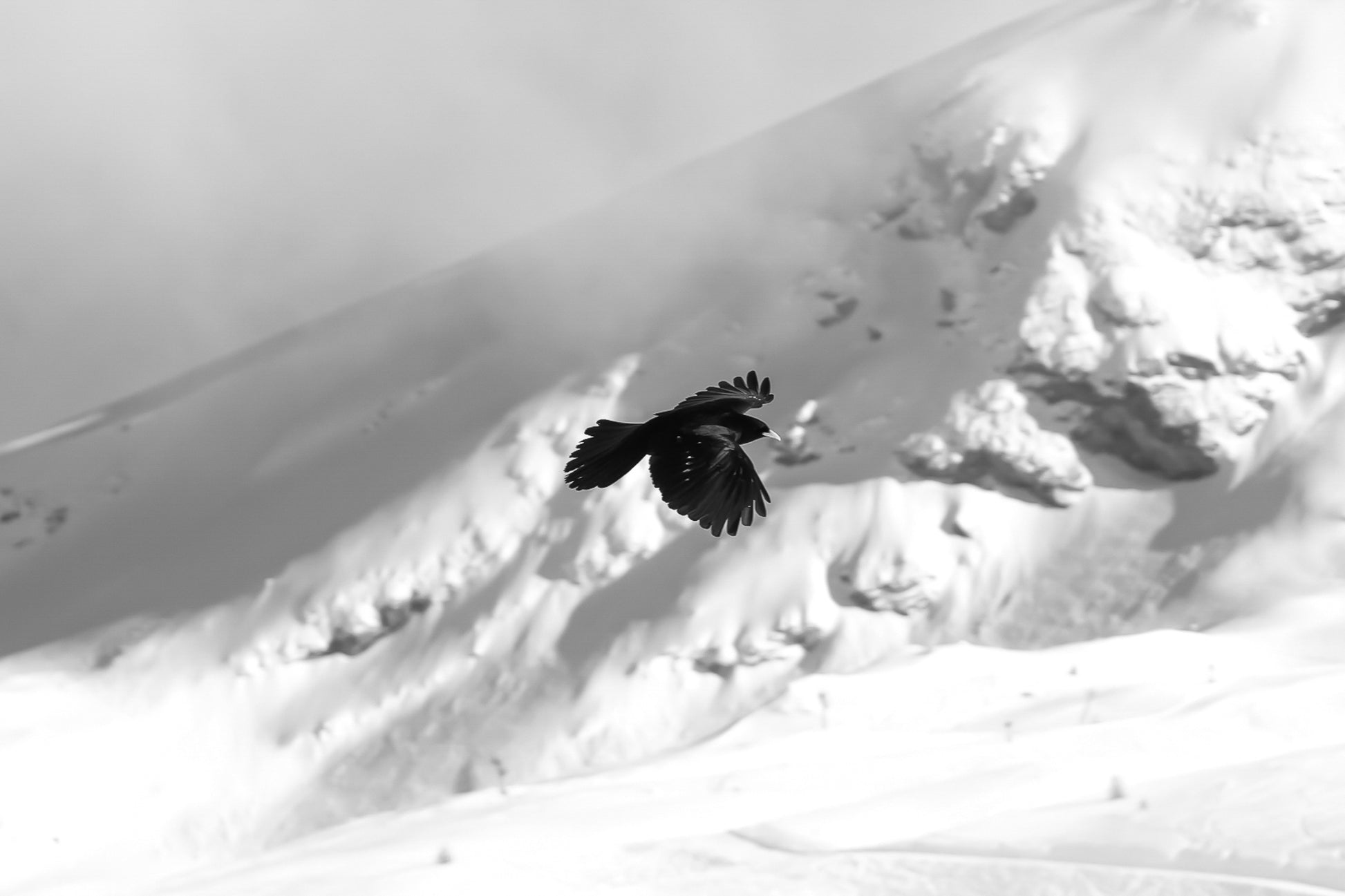 corbeau noir en vol au-dessus des pentes enneigées de Superdévoluy, noir et blanc